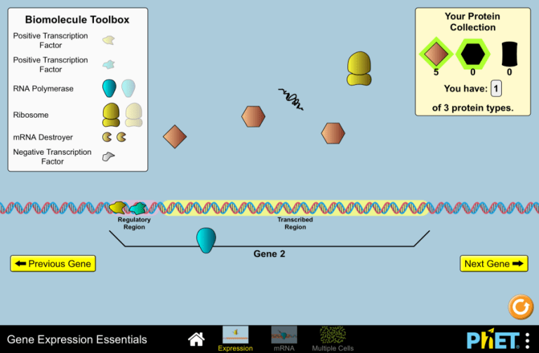 Gene expression