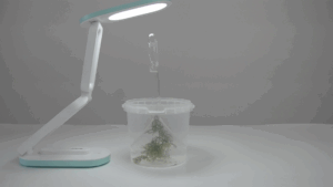 №3-зертханалық жұмыс: «Шектеуші факторлардың фотосинтездің қарқындылығына әсерін зерттеу»