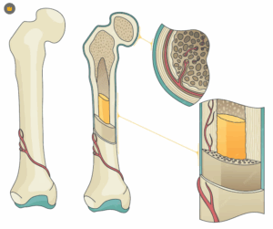 №9-зертханалық жұмыс: «Сүйектің құрылысы мен химиялық құрамын зерттеу»