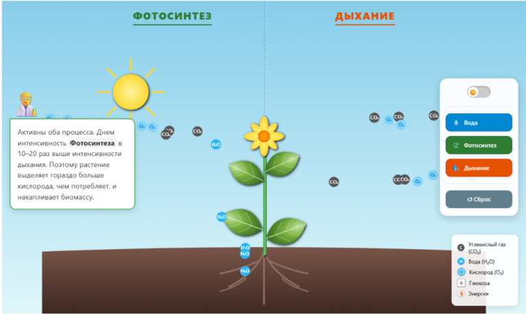 Photosynthesis and Respiration