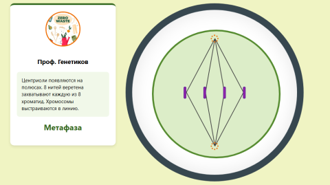 Cell division: mitosis