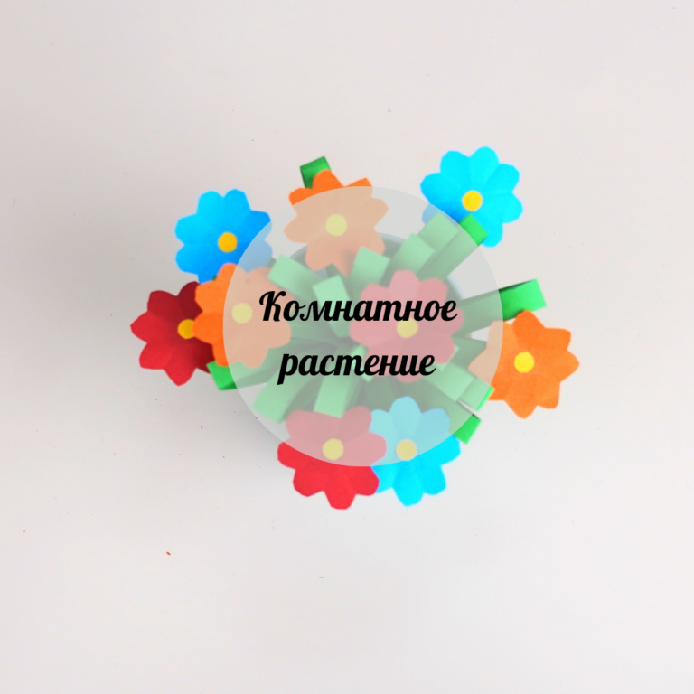 Комнатное растение